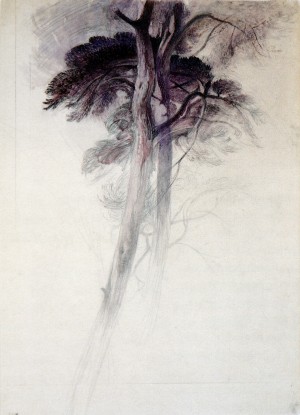 Study of Trees